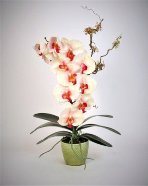 Орхидея фаленопсис в кашпо для декора интерьера