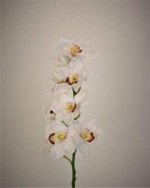 Орхидея цимбидиум для декора интерьера