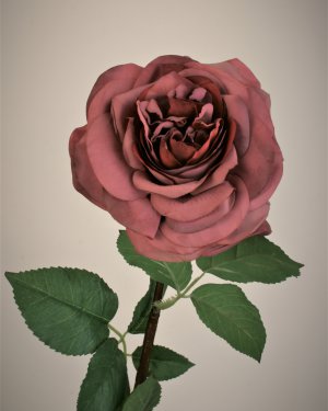 Роза "Дам де Коур" для декора в стиле ретро
