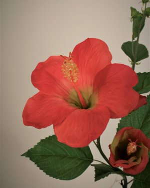 Гибискус (суданская роза) для декора интерьера
