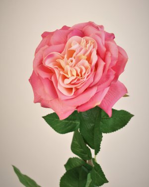 Роза "Августа Ренуа" для декора интерьера