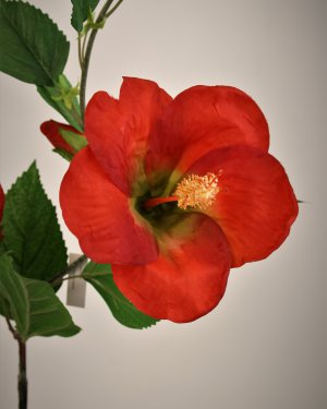 Гибискус (суданская роза) для декора 