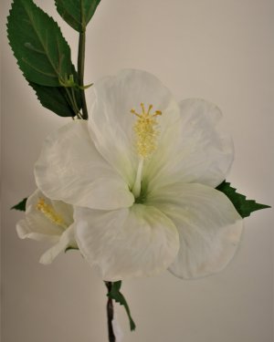 Гибискус (суданская роза) для декора интерьера