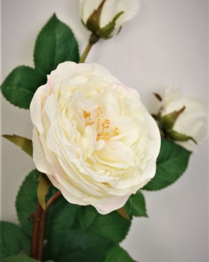 Роза спрей с двумя бутонами "Луиза Одье" для декора интерьера