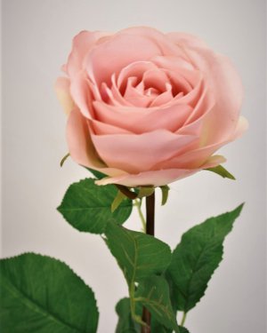 Роза "Десири" для интерьерного декора