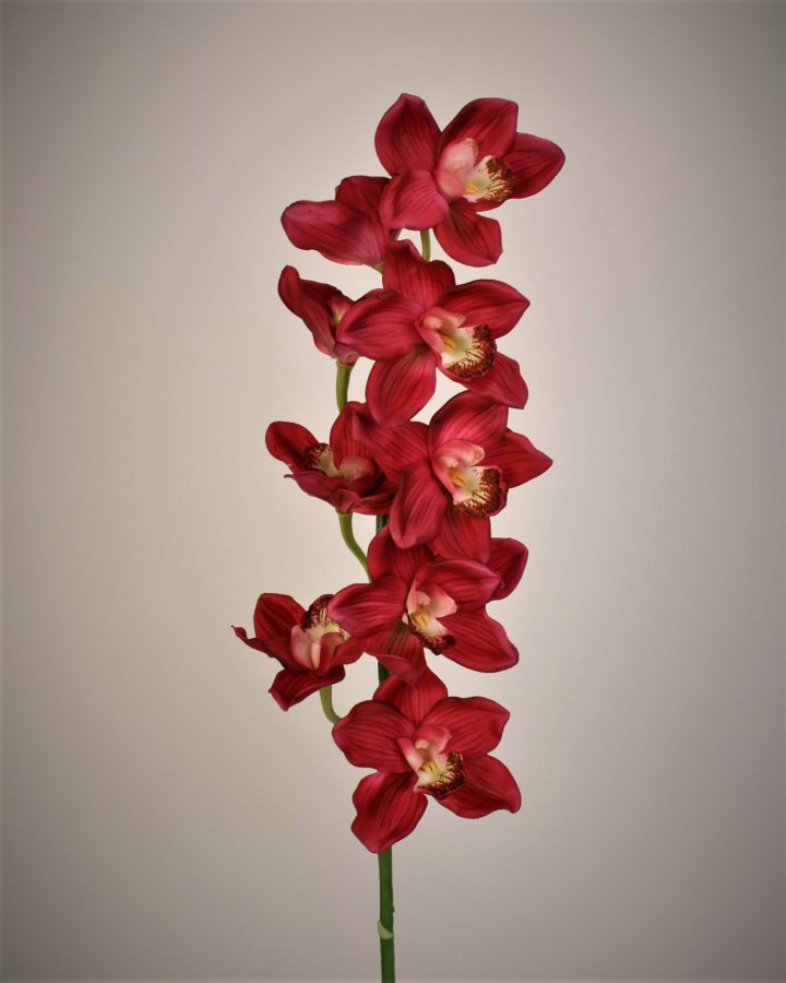 Орхидея цимбидиум для интерьерного декора