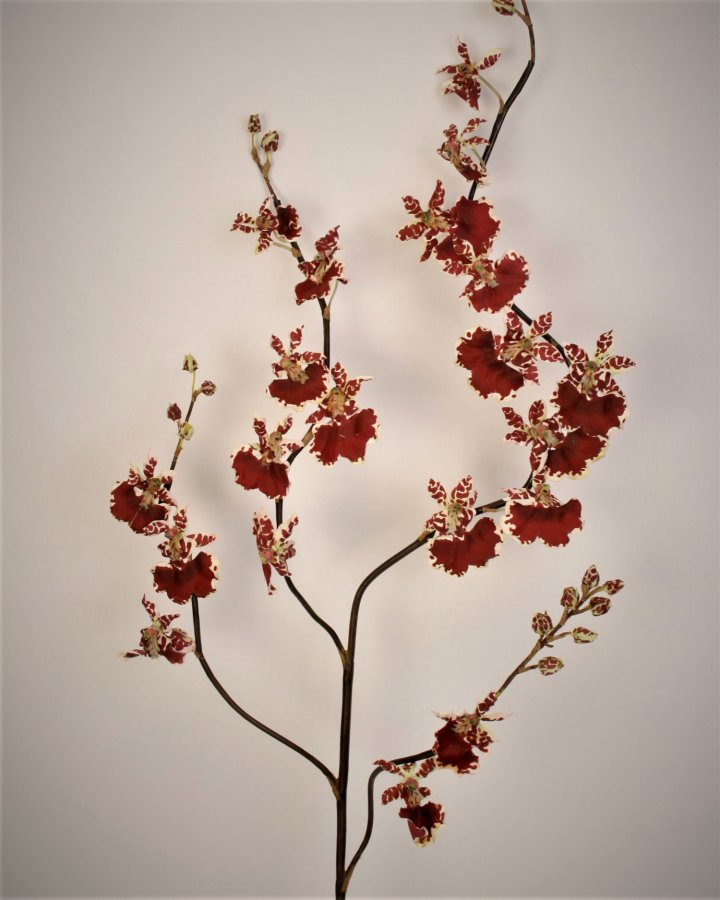 Орхидея Онцидиум для декора интерьера