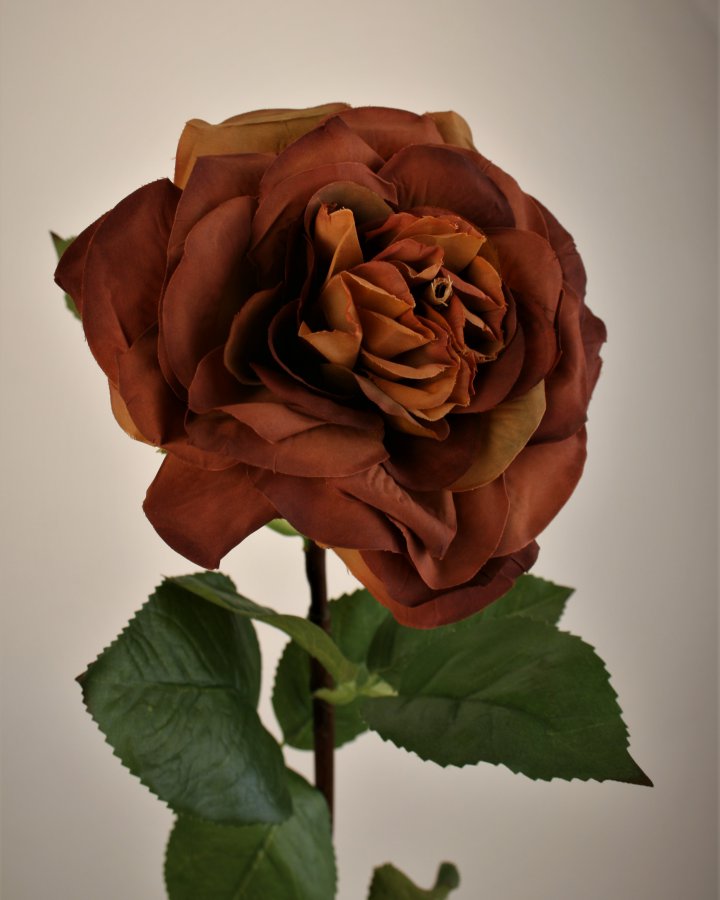 Роза "Грациоза" для декора в стиле ретро