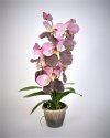 Орхидея Ванда в горшочке для декора помещений
