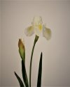 Ирис датский (маленький цветок) для декора интерьера